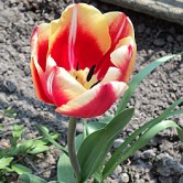Тюльпан Томский